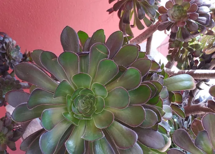 Casa Da Duna - Salir Do Porto Guest house 3*